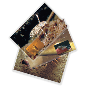 LaMotte 5882-SA1 | Macroinvertebrados acuáticos: tarjetas de identificación de insectos